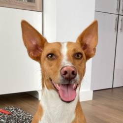 Cão feroz