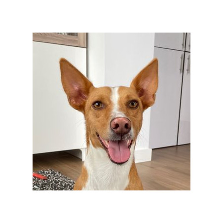 Cão feroz
