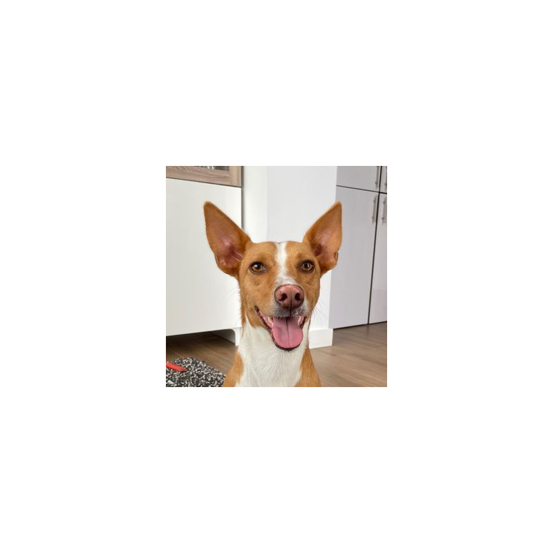 Cãozinho