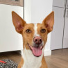 Cãozinho